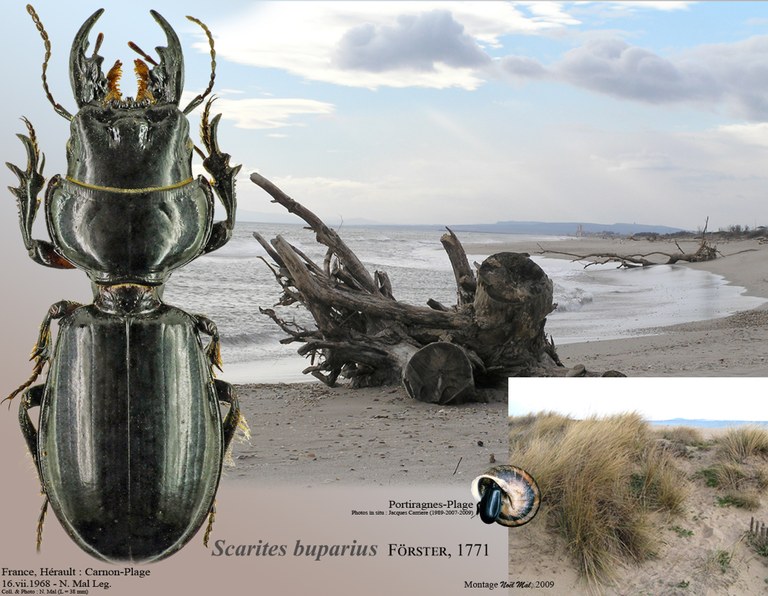 Scarites (Scarites) buparius.jpg Scarites (Scarites) buparius.jpg