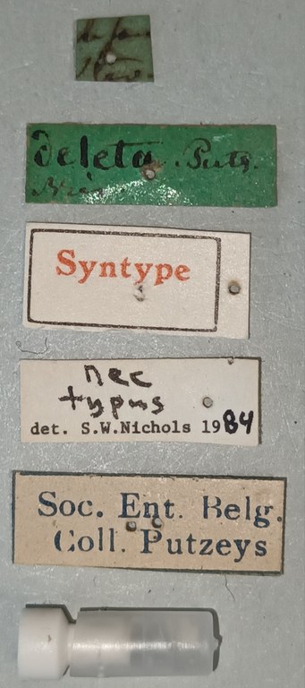 Semiardistomis deletus Nt Labels.jpg