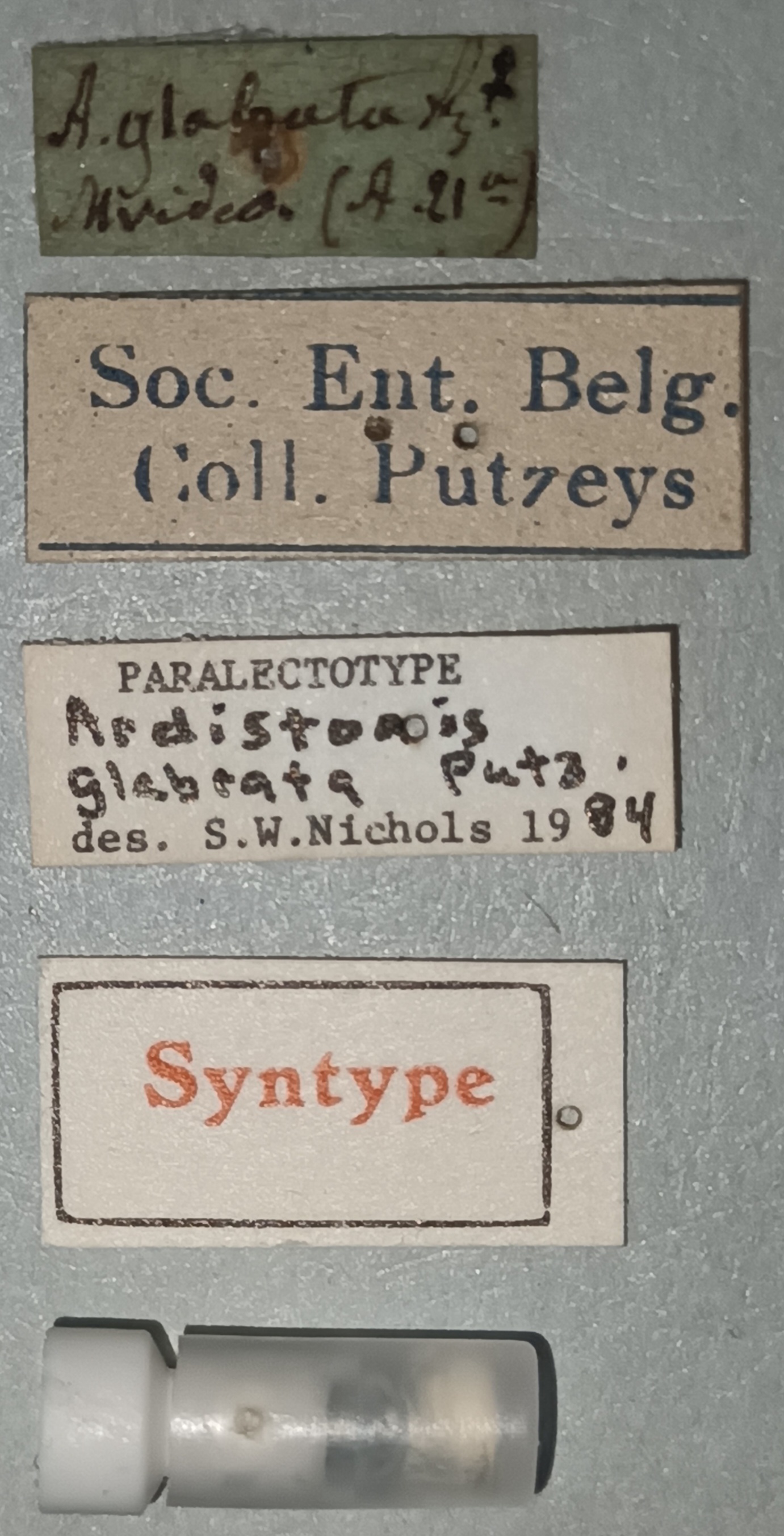 Semiardistomis glabratus F Plt Labels.jpg