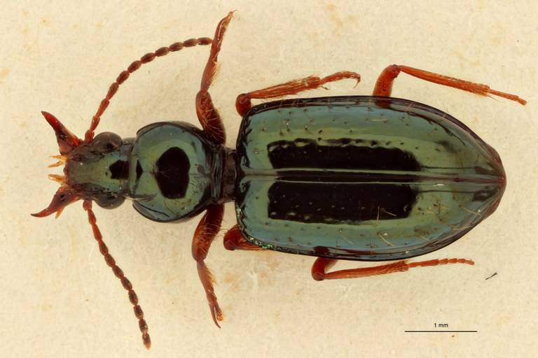 Semiardistomis pilosellus Ht D.jpg