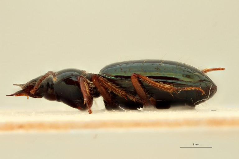 Semiardistomis pilosellus Ht L.jpg