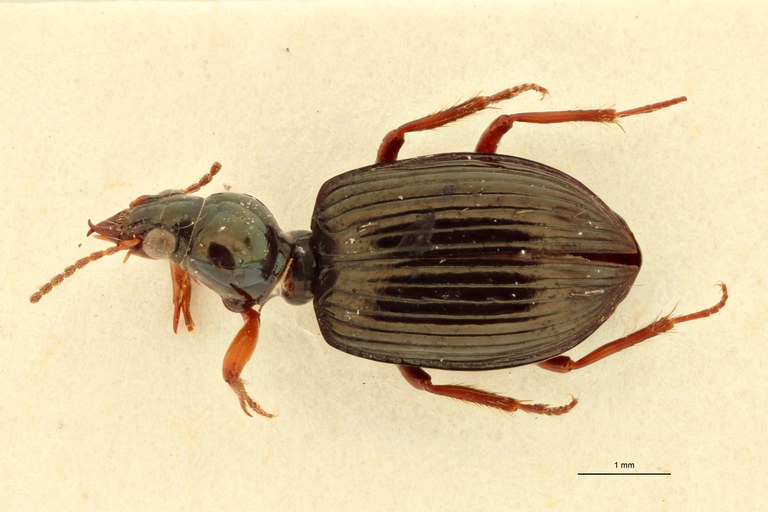 Semiardistomis rugosus F Lt D.jpg