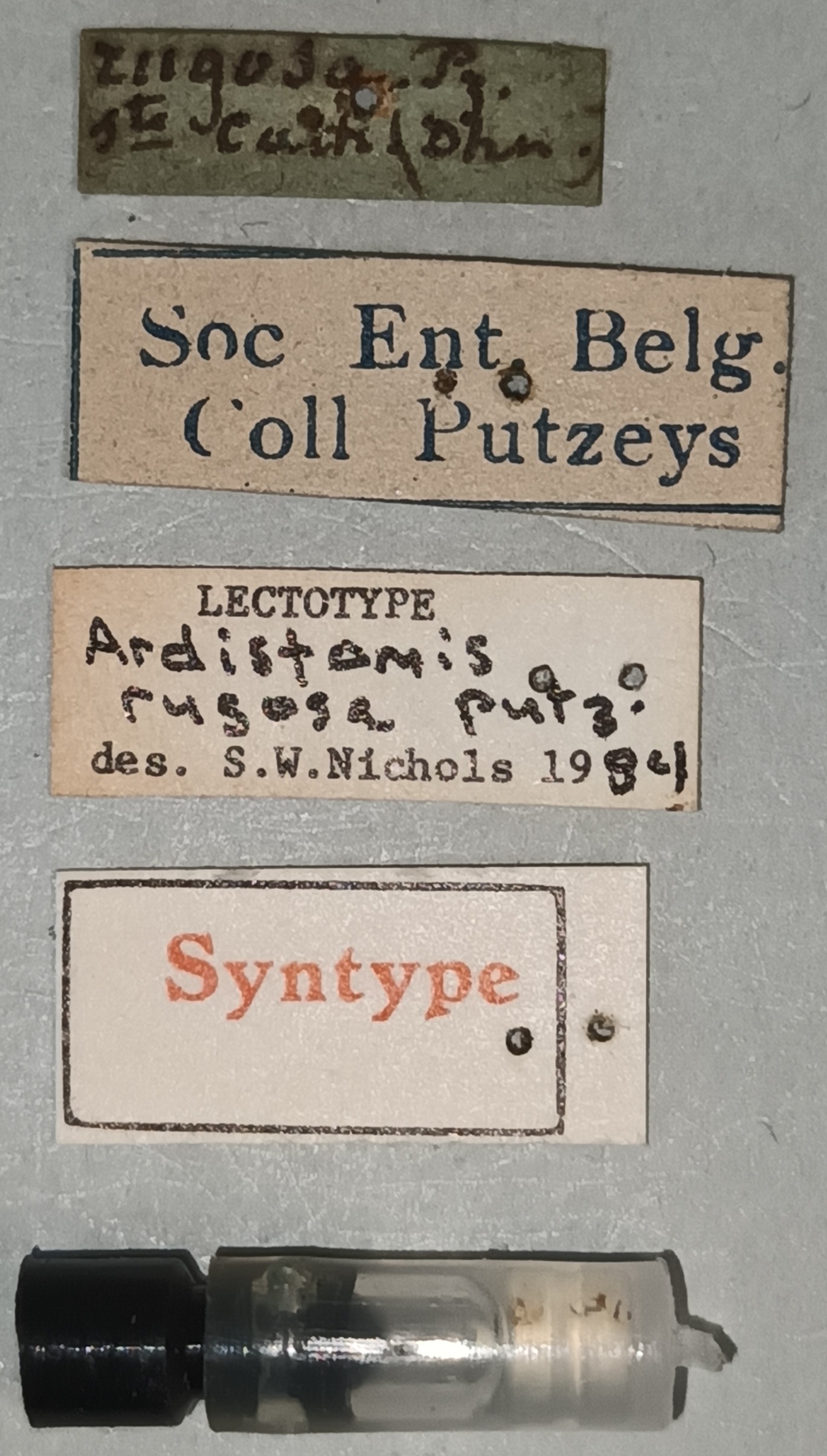 Semiardistomis rugosus F Lt Labels.jpg