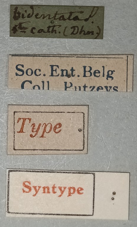 Semiclivina bidentata St Labels.jpg