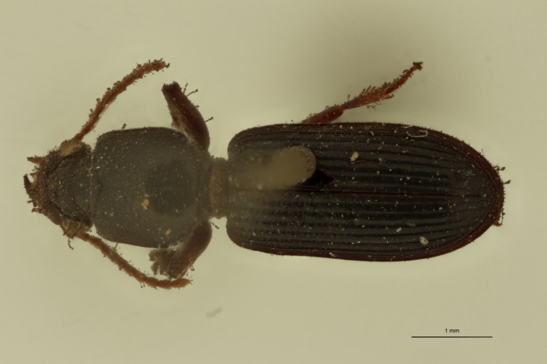 Semiclivina elongata St D.jpg