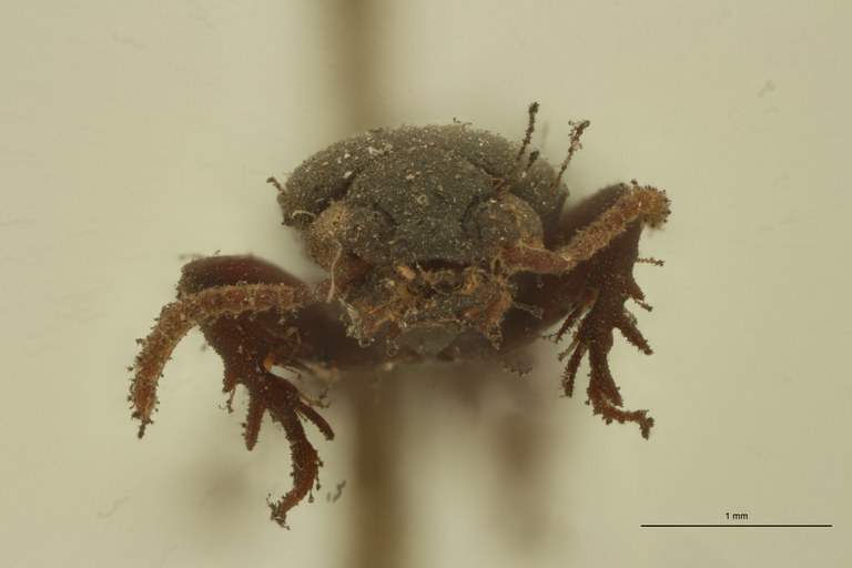 Semiclivina elongata St F.jpg