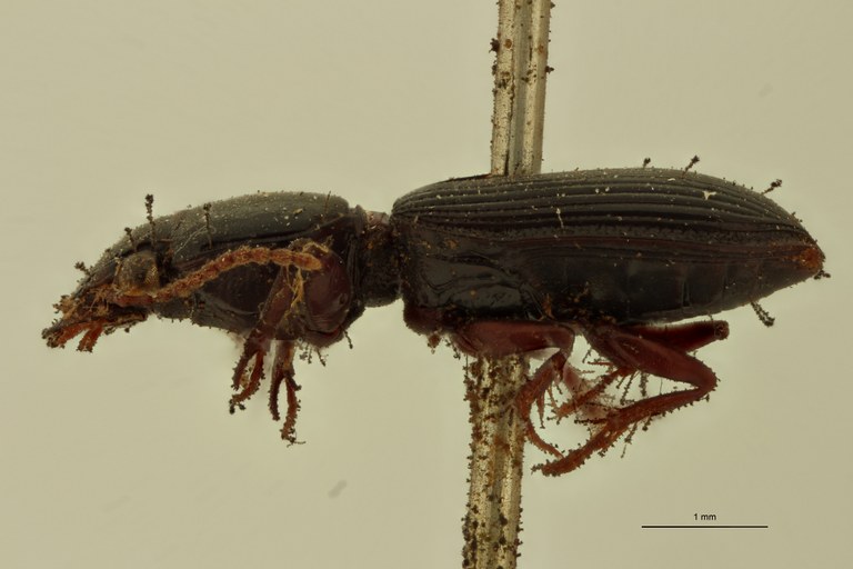 Semiclivina elongata St L.jpg