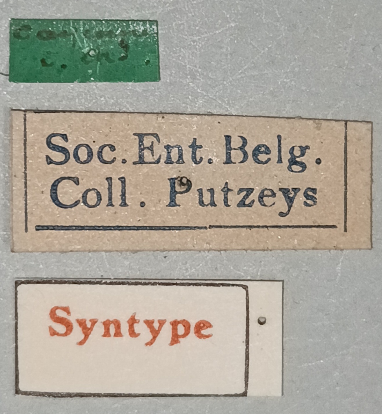 Semiclivina elongata St Labels.jpg