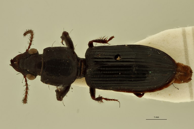 Semiclivina nitidula St D.jpg