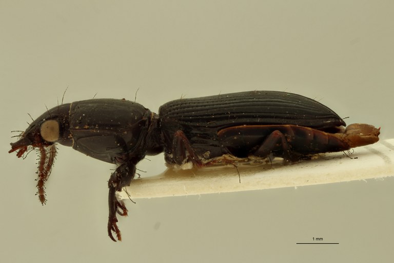 Semiclivina nitidula St L.jpg