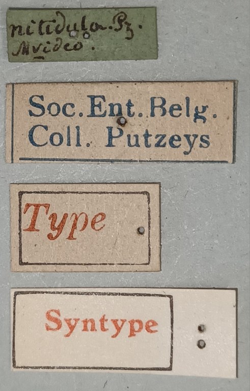 Semiclivina nitidula St Labels.jpg