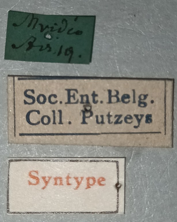 Semiclivina parvula St Labels.jpg