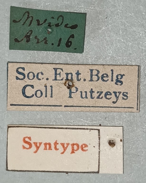 Semiclivina platensis St Labels.jpg