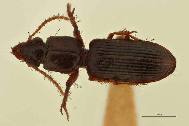 Semiclivina puncticollis St D.jpg