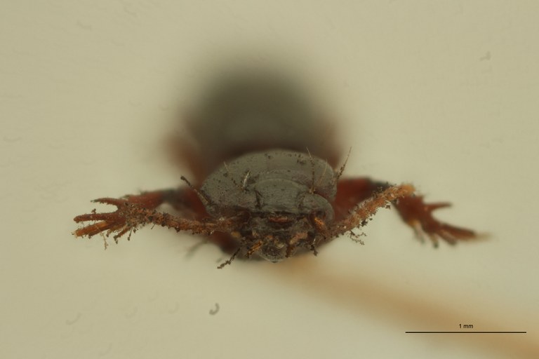 Semiclivina puncticollis St F.jpg