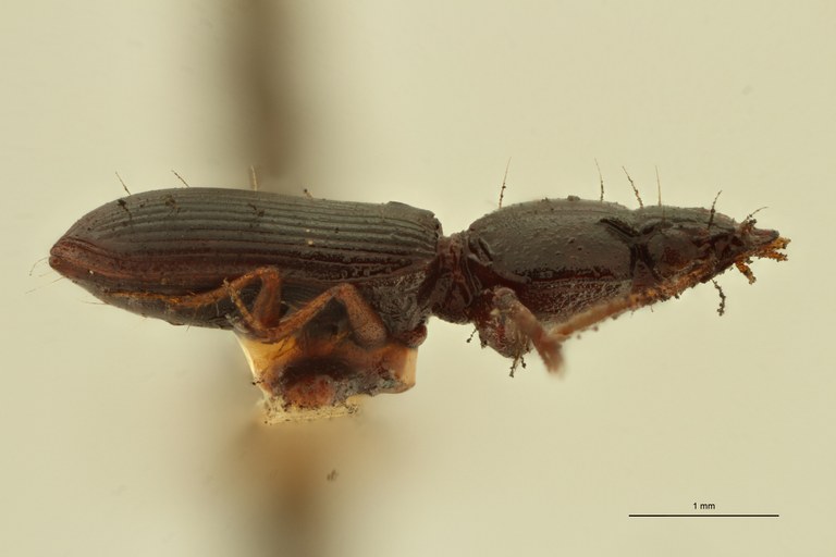 Semiclivina puncticollis St L.jpg