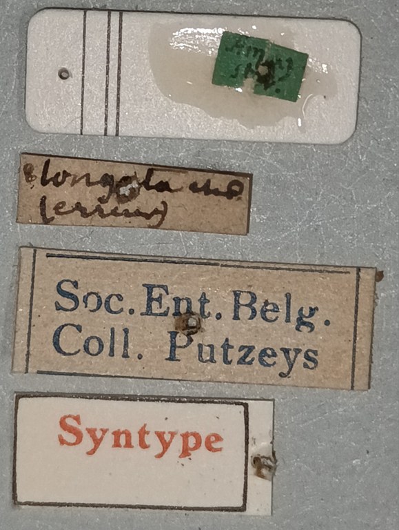 Semiclivina puncticollis St Labels.jpg
