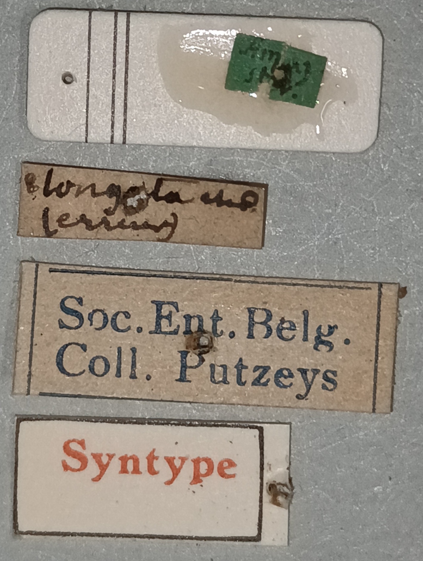 Semiclivina puncticollis St Labels.jpg