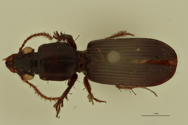 Semiclivina punctiventris St D.jpg