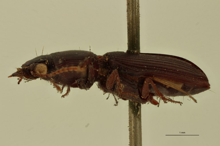 Semiclivina punctiventris St L.jpg