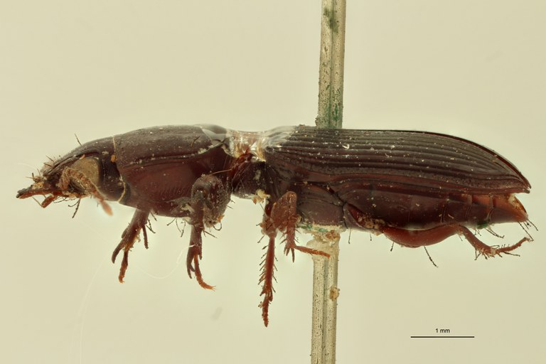 Semiclivina stygica St L.jpg