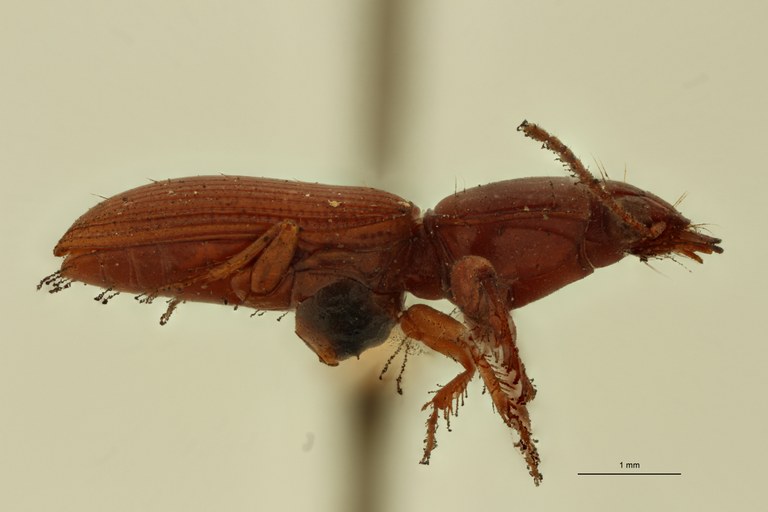 Semiclivina tridentata T L.jpg