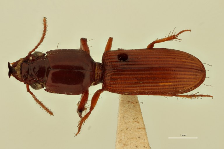 Semiclivina urophthalma St D.jpg