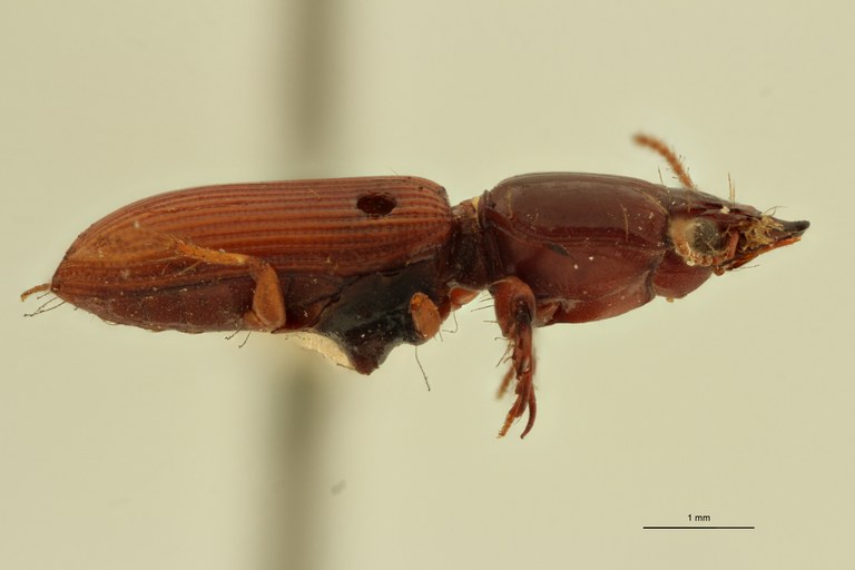 Semiclivina urophthalma St L.jpg