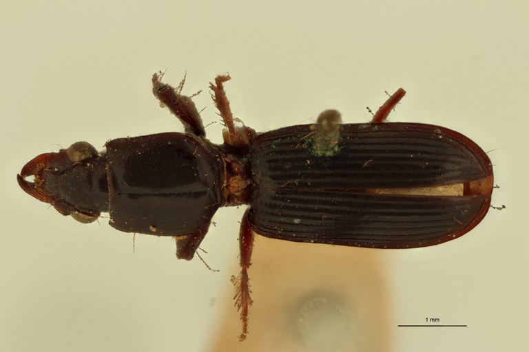 Semiclivina longipennis St D.jpg