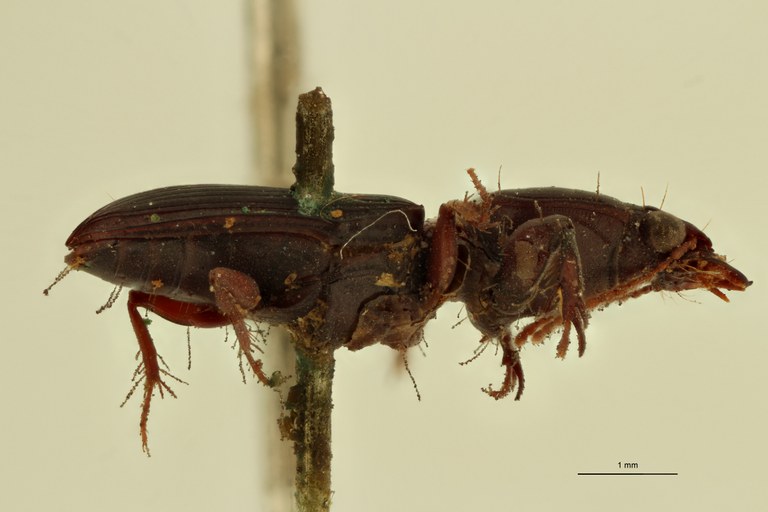 Semiclivina longipennis St L.jpg