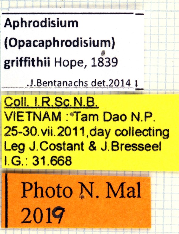Aphrodisium (Opacaphrodisium) griffithi 13801.jpg