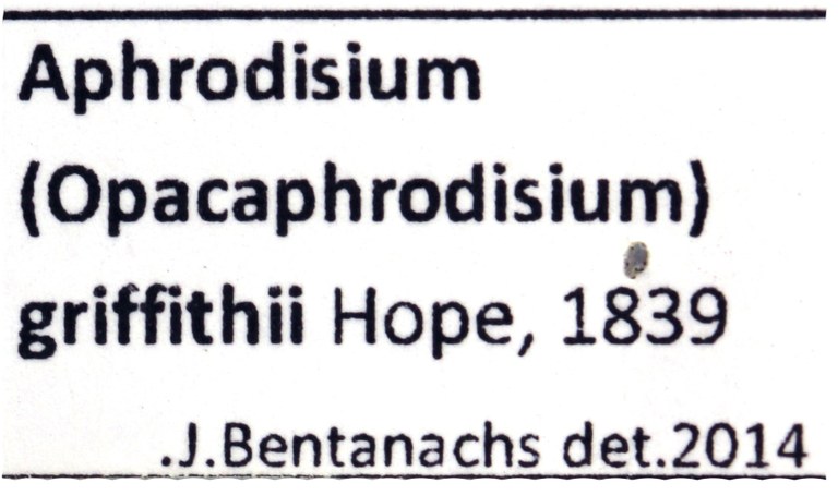 Aphrodisium (Opacaphrodisium) griffithi 3801.jpg