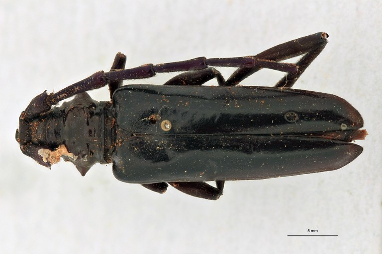 Aromia similis F Ht D.jpg