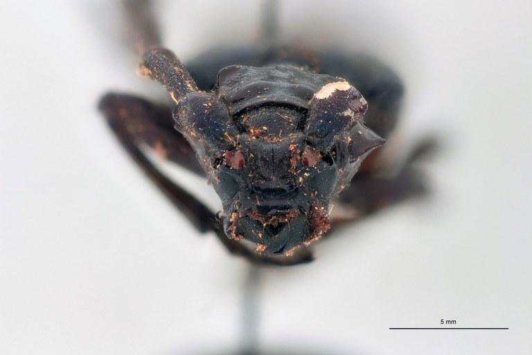 Aromia similis F Ht F.jpg