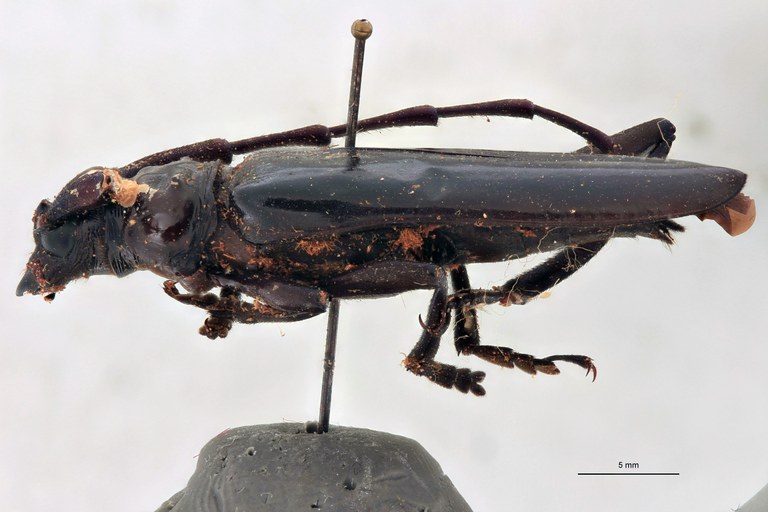 Aromia similis F Ht L.jpg