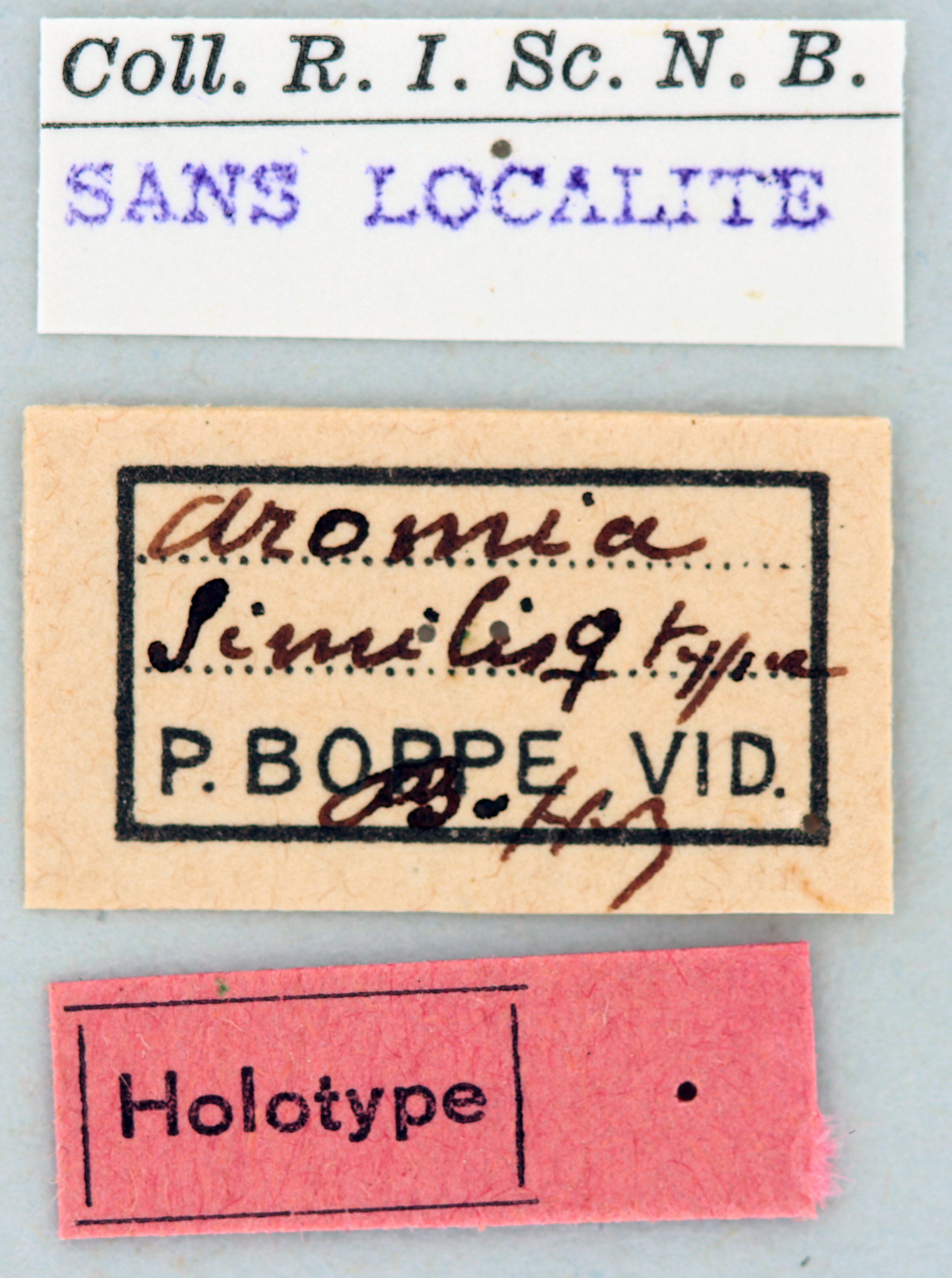 Aromia similis F Ht Labels.jpg