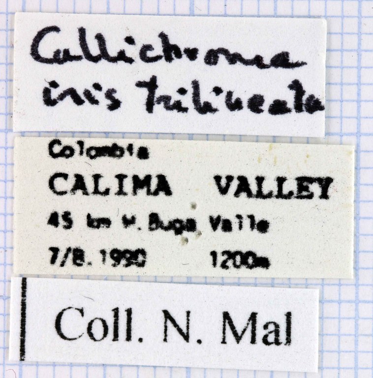 Callichroma iris trilineatum lab.jpg