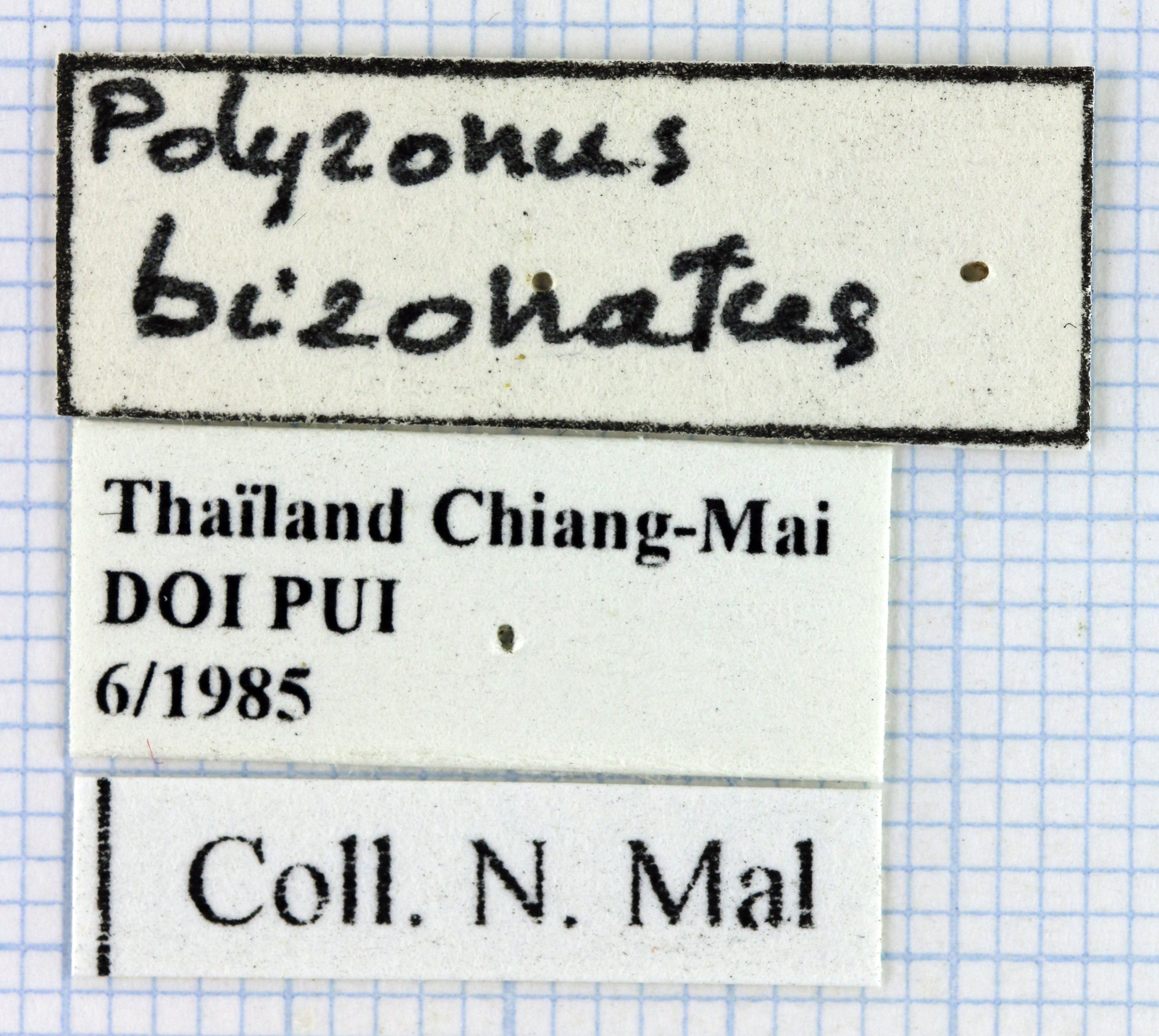 Polyzonus bizonatus 40324.jpg