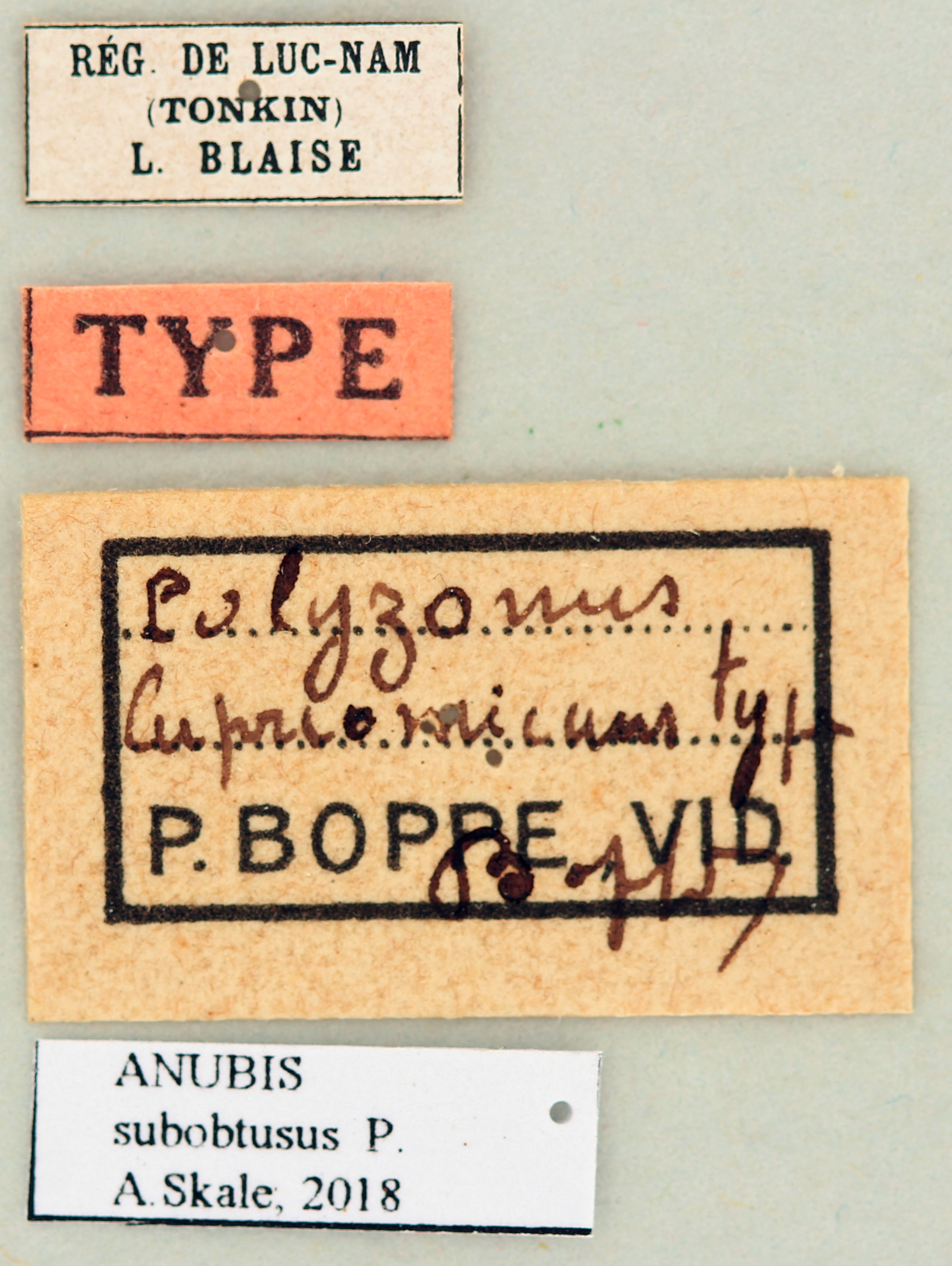 Polyzonus cupreomicans T Labels.jpg