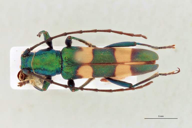 Polyzonus cupreomicans T D.jpg