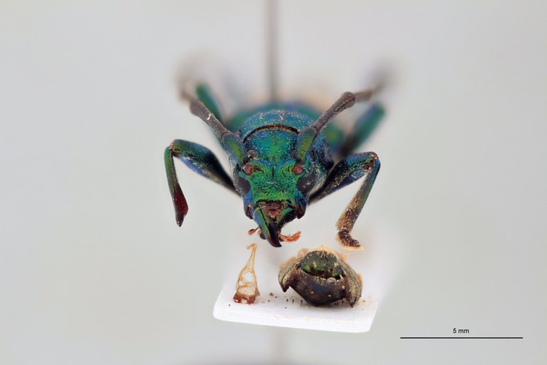 Polyzonus cupreomicans T F.jpg