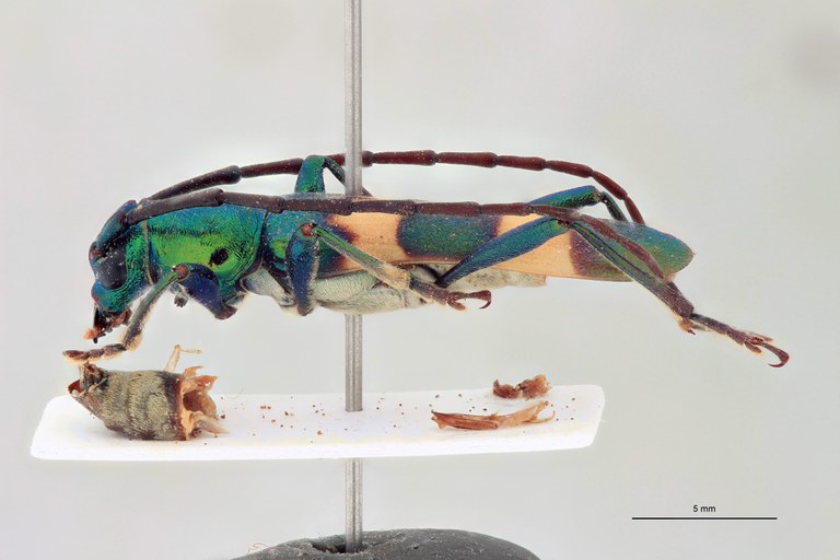 Polyzonus cupreomicans T L.jpg