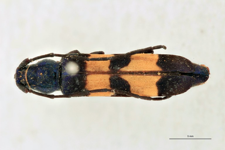 Polyzonus noguei T D.jpg