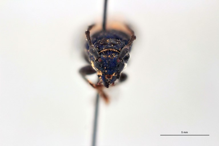 Polyzonus noguei T F.jpg