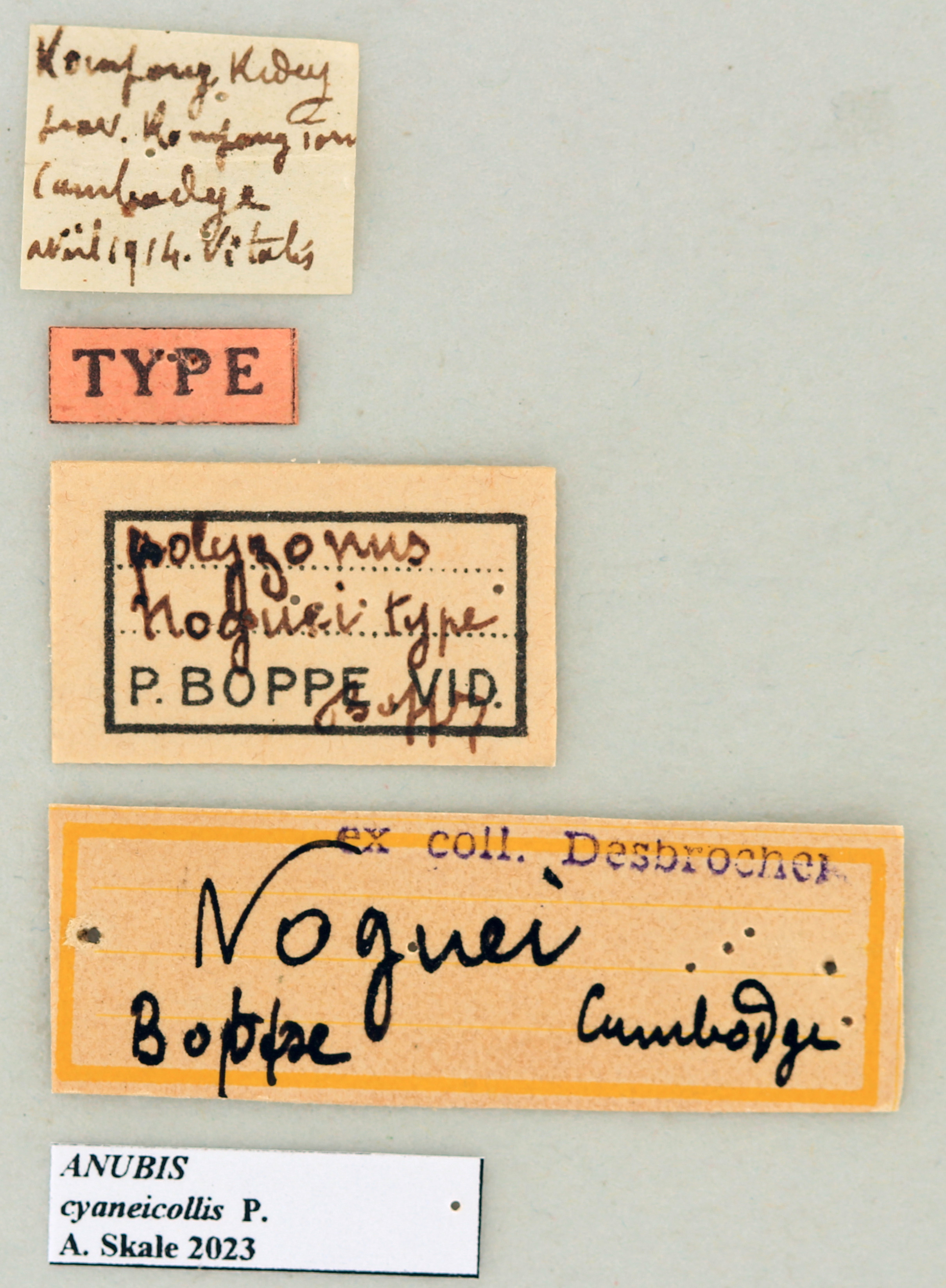 Polyzonus noguei T Labels.jpg