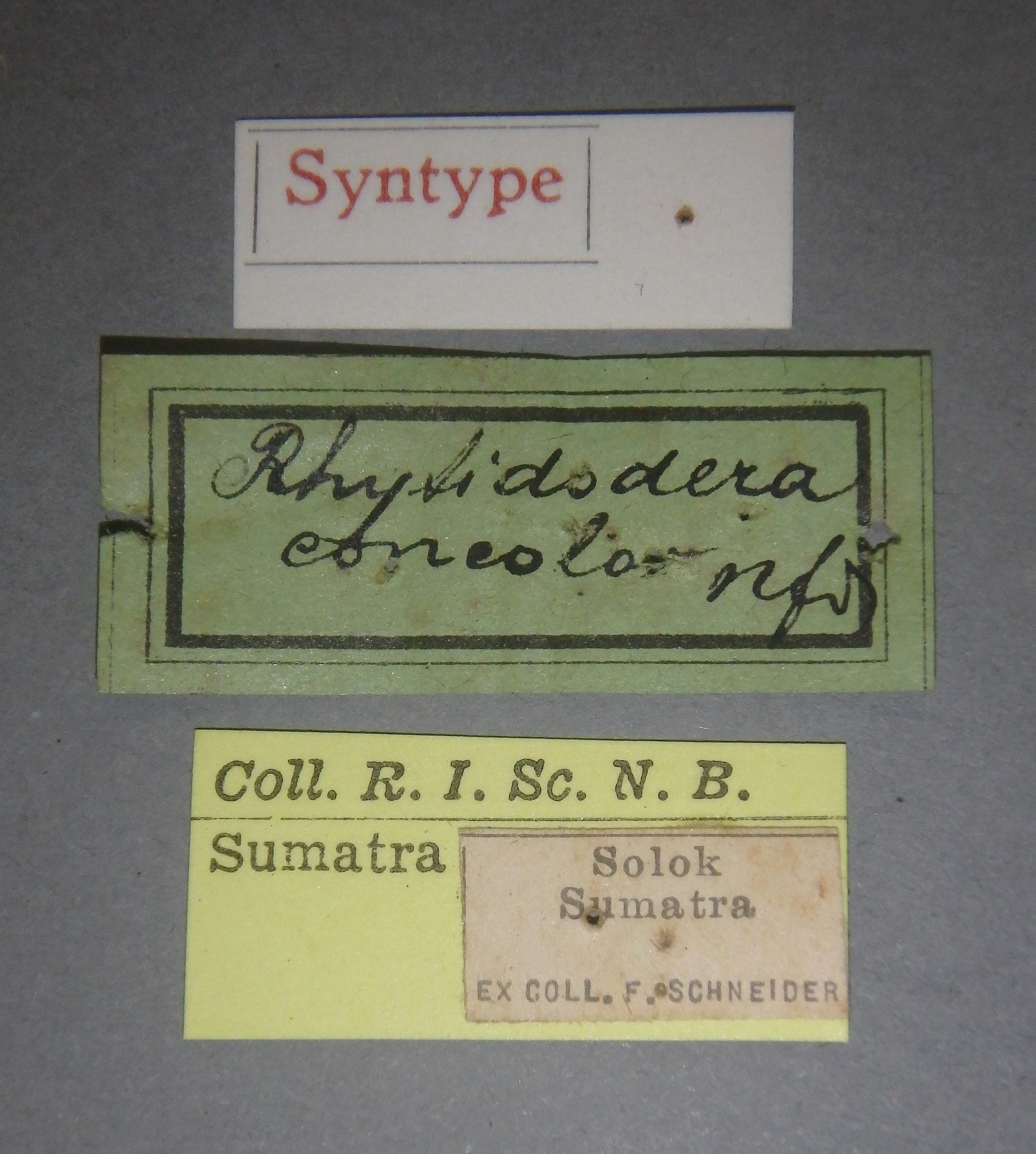 Rhytidodera concolor st Lb.jpg
