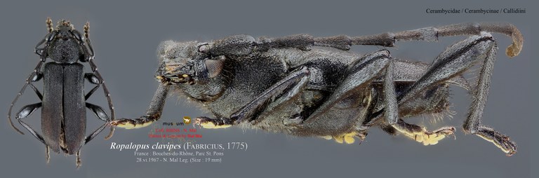 Ropalopus clavipes.jpg