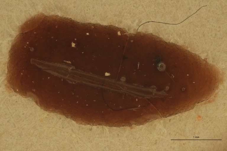 Agniohammus philippinensis Ht Antenna.jpg