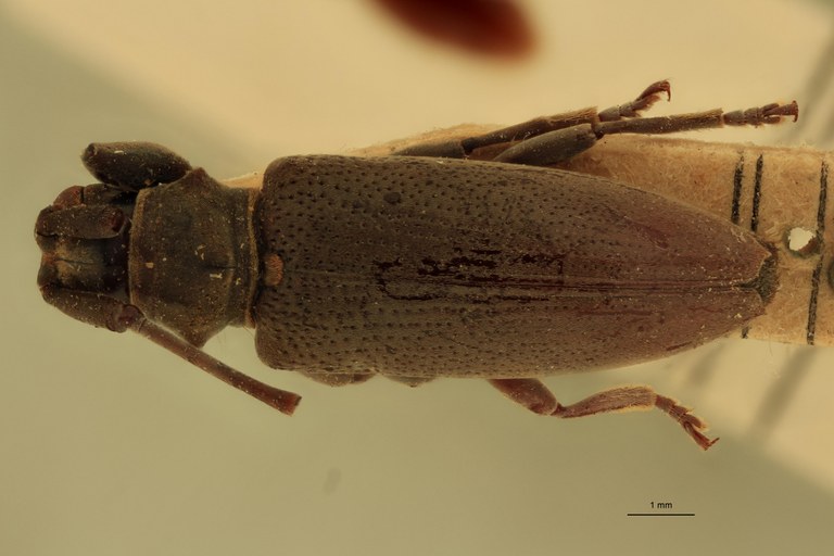 Agniohammus philippinensis Ht D.jpg