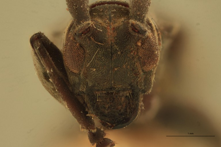Agniohammus philippinensis Ht F.jpg